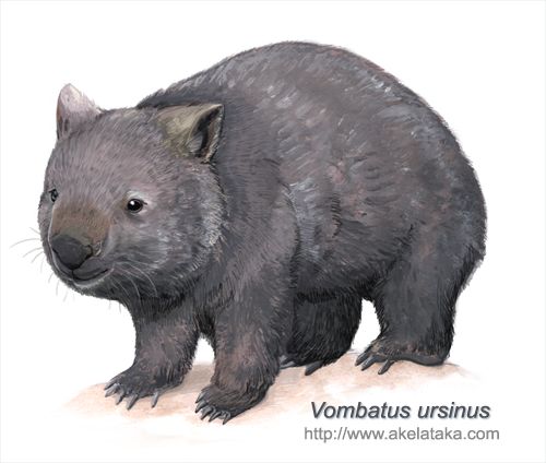 Vombatus ursinus