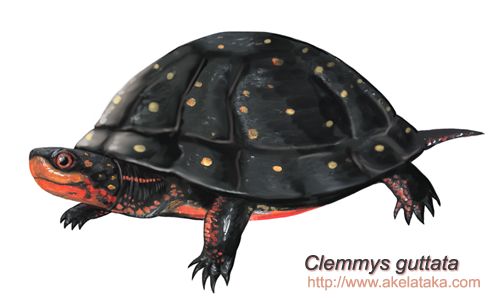 Clemmys guttata