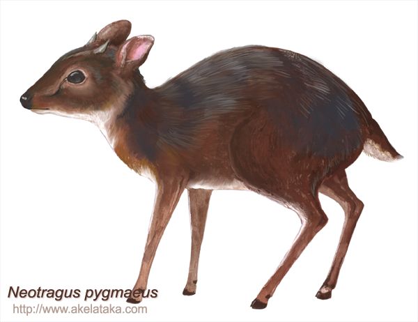Neotragus pygmaeus