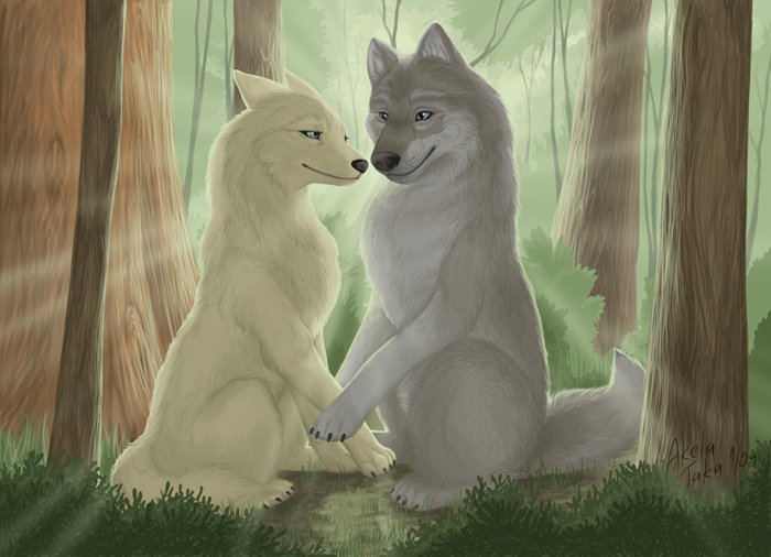 Two Wolves In Love