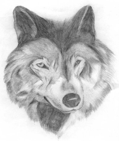 Stará kresba vlka
