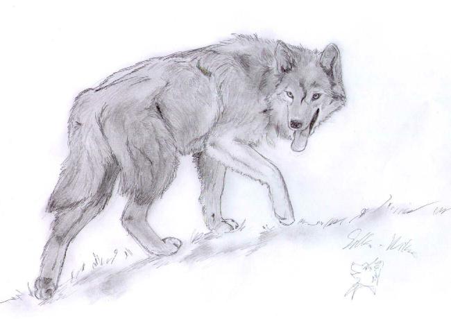 Rychlá kresba vlka